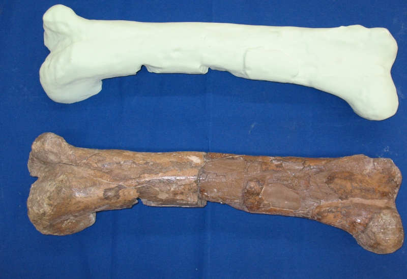 Dinosaur bone and 3D Printed model from 3D scan data