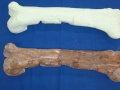 Dinosaur bone and 3D Printed model from 3D scan data