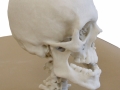 3D Printed skull model