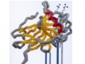 Biomolecular 3D Printed model