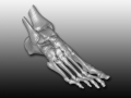 CT scan data foot model